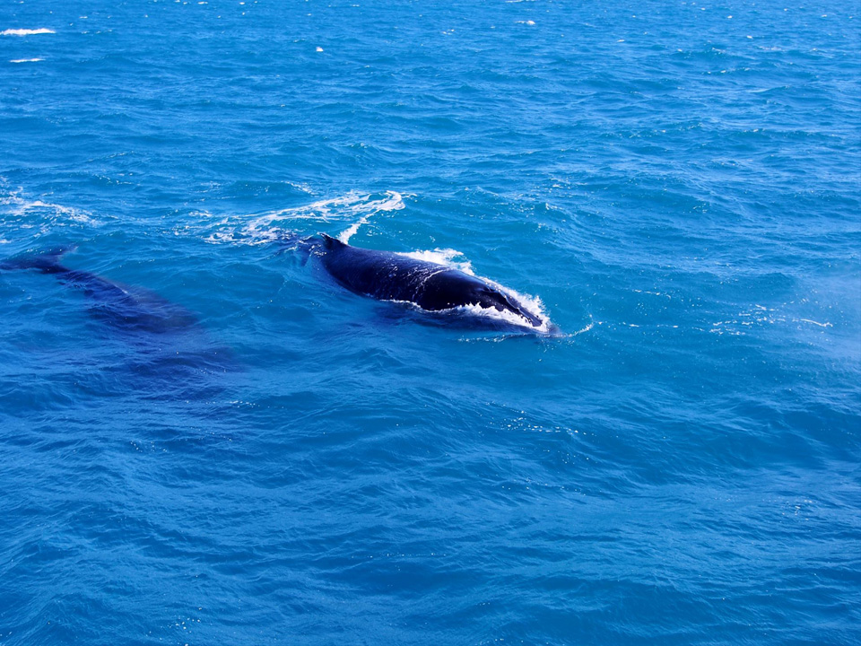 Minke whales spotted off Great Adventures