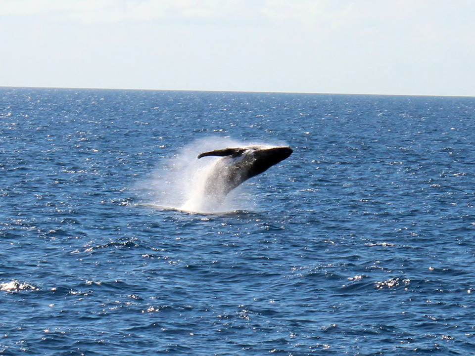 Humpback whale spotted off Poseidon