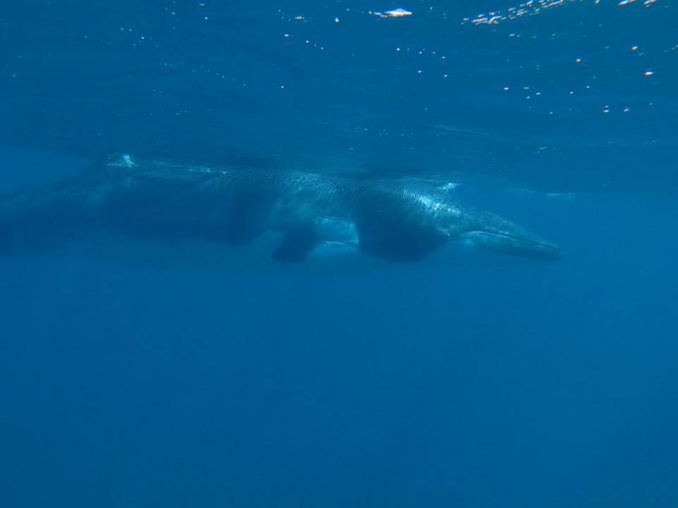 Minke whale spotted off Silversonic